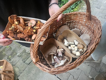 One collector found this on the same day as us. More specimens, but no porcini mushrooms, as I noted with some satisfaction.