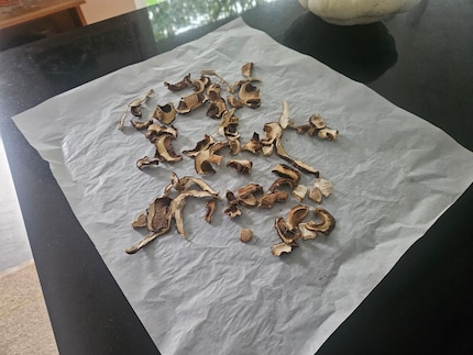 Our porcini mushrooms, drying out slowly