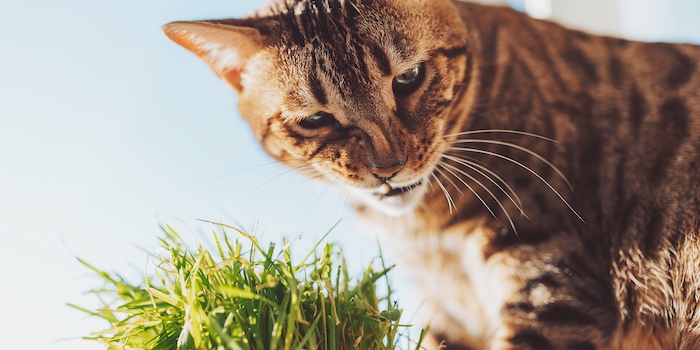 Shutterstock / Greerascris Shutterstock / Greerascris