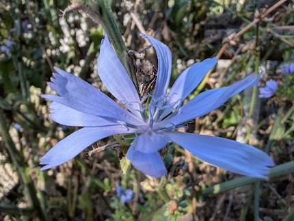 Thanks to the macro function, I can capture pretty flowers up close.