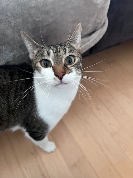 Das Foto, das mich im Urlaub erreicht: Jasper ist in Spiellaune, wie sein durchdringender Blick verrät.