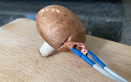 Der Champignon ist nicht mehr ganz frisch, aber immer noch sehr gesprächig.