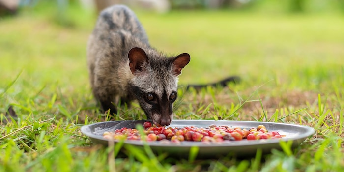 Shutterstock / APIWICH PUDSUMRAN Shutterstock / APIWICH PUDSUMRAN