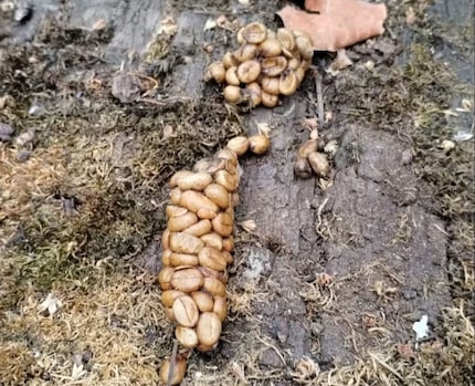 Cat faeces with fine beans | Civet cats feed on various fruits - including coffee cherries. Their faeces consist almost entirely of the undigested beans.