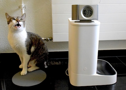 Jaspers Reaktion, wenn das Mittagessen angeblich zu spät kommt.