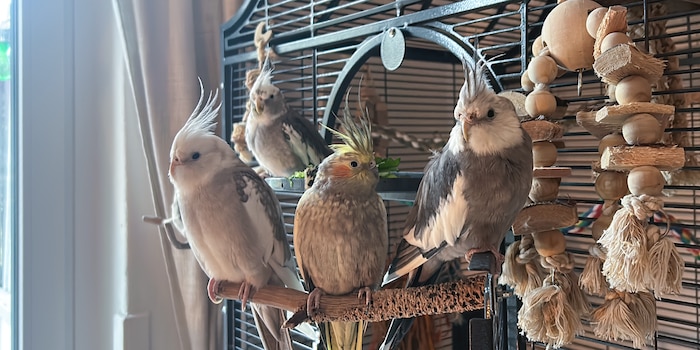 Anika Schulz Anika Schulz