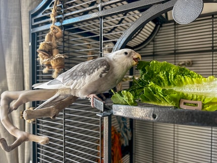 MJAMMM! Cookie liebt Salat zu jeder Jahreszeit.