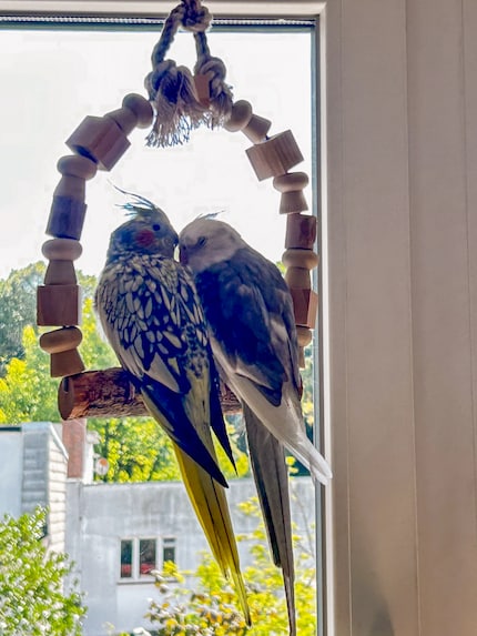 Das Pärchen Cookie und Pebbles erhascht kuschelnd ein paar letzte Sonnenstrahlen.