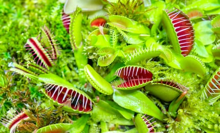 Veel hongerige monden van de Venus vliegenvanger, maar je kunt ze beter niet voeren.