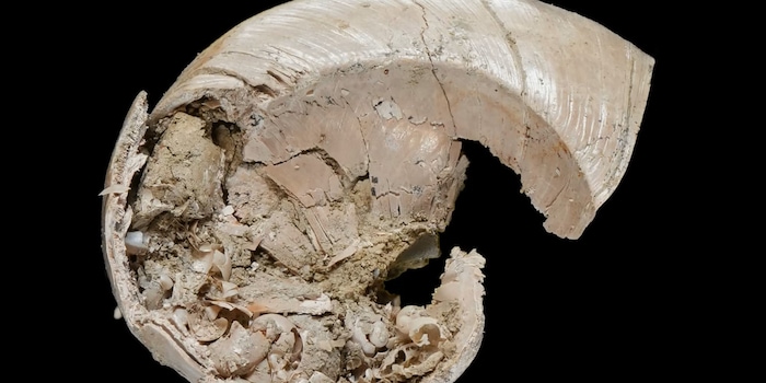 Photo de presse de Hsu, C.-H. et al. : Fossil freshwater mollusks from the Early Pleistocene (Calabrian) of northern Taiwan. Geodiversitas 47, 2025, fig. 5A (extrait)