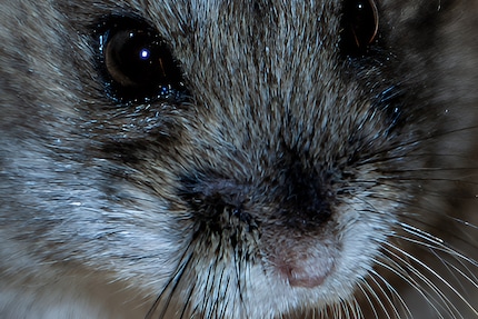 Derselbe Ausschnitt, mit Aiarty verbessert.