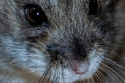 Ein Ausschnitt aus dem Originalbild.