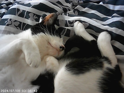 Das liebste Fotoobjekt Katze Luna digital …