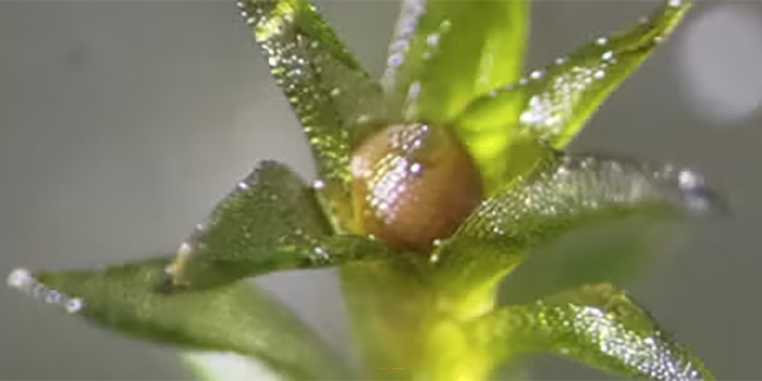 © Tomomichi Fujita, Hokkaido University; Pressebild zu Maeng et al.: Extreme environmental tolerance and space survivability of the moss, Physcomitrium patens. iScience, 2025, supplemental material / CC BY-SA (Ausschnitt)