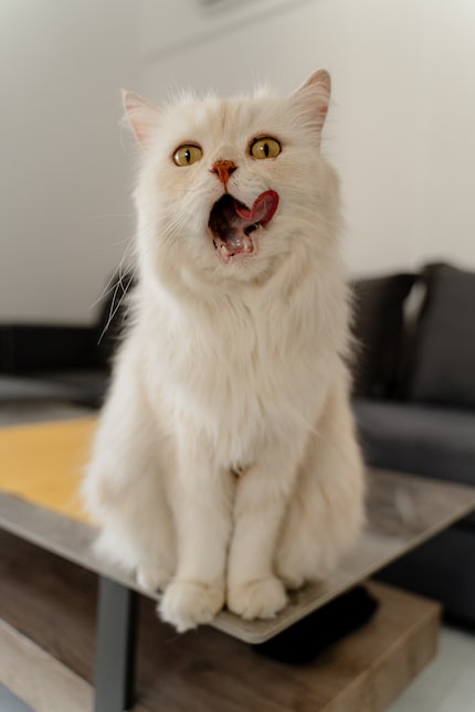 «Hab ich gerade Leckerli gehört?» Louis ist allzeit aufnahmefähig.