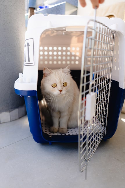 Mit Klickern funktioniert auch das Reisen in der Transportbox entspannter.