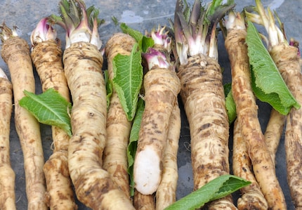 Meerrettich schmeckt nicht nur gut, sondern kann zusammen mit Kapuzinerkresse bei Blasenentzündung helfen.