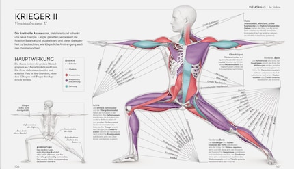 Das Buch zeigt dir, welche Muskelgruppen etwa bei der Asana «Krieger 2» beansprucht werden.
