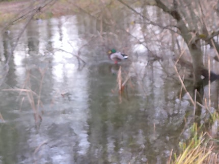 Beispielfoto mit 18-fachem digitalen Zoom.