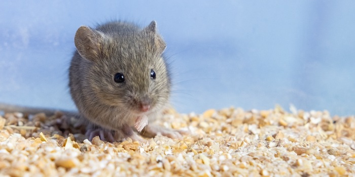 Shutterstock/Irina Vasilevskaia