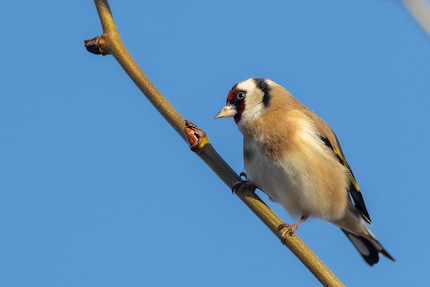 Starker Beschnitt? Kein Problem mit 33 Megapixeln.