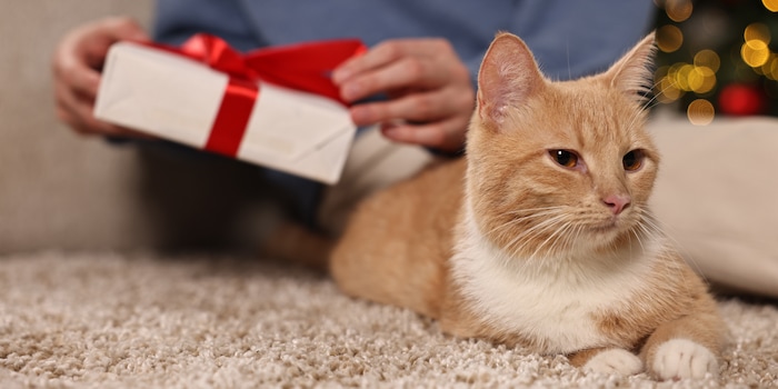 New Africa/Shutterstock New Africa/Shutterstock