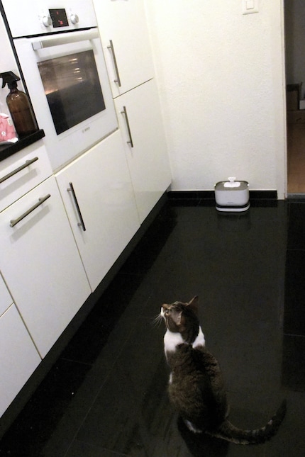 Gourmand, äh, Gourmet Jasper überwacht den Backverlauf.