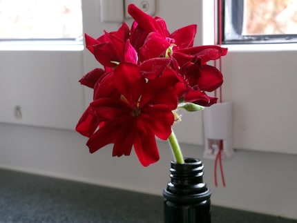 Im Makro-Modus sind auch Nahaufnahmen möglich.