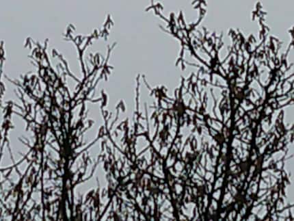 Bei maximaler Zoomstufe ist es nur noch zum Heulen.