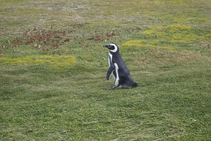 Het begon allemaal met pinguïns in Patagonië.