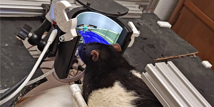 Viktor Tóth / ratsplaydoom.com Viktor Tóth / ratsplaydoom.com