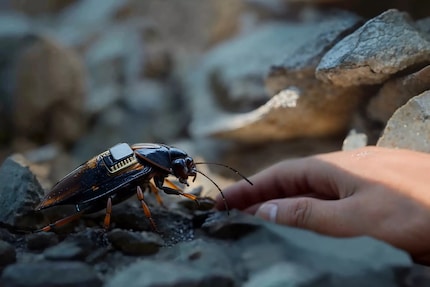 The biohybrid systems should be able to move through complex terrain in a controlled manner.