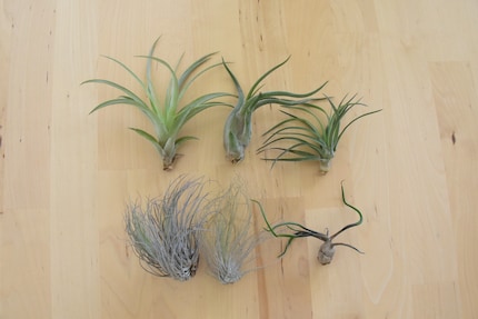 Von voll im Saft (links oben) bis ausgedörrt (rechts unten): Meine Tillandsien sind unterschiedlich fit.