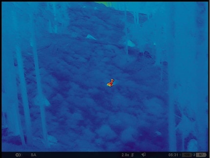 Gamsbock im Lager mitten auf einer Waldlichtung (Regenbogen), 2x Vergrösserung, 90 m.