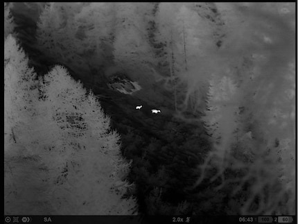 Hirschkuh mit Kalb (weiss hell), 2x Vergrösserung, 160 m.