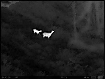 Hirschkuh mit Kalb (weiss hell), 8.4x Vergrösserung, 160 m.