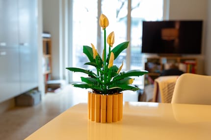 Die Friedenslilie wirkt sauber gebaut, bleibt optisch aber hinter dem Kaktus zurück.