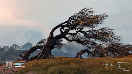 Viele Feuerstürme konnten diesen knorrigen Bäumen wohl nichts anhaben. Das nenne ich mal gut angepasst.