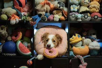 Un talent exceptionnel | Miso, un border collie de six ans, connaît environ 200 jouets par leur nom.