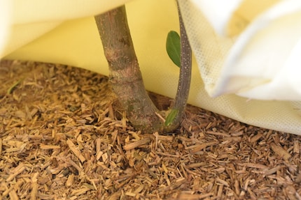 Die Füsse des Olivenbäumchens stecken in Socken aus Mulch.