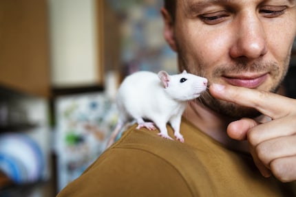 Ratten voelen zich thuis op de schouder «van hun» mens.
