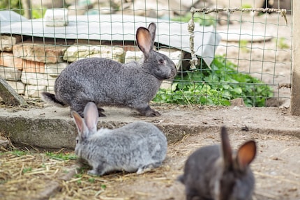 Grijze konijnen in een groep in een buitenverblijf. Zo hoort het.