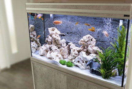 Een aquarium biedt veel inrichtingsmogelijkheden, maar het vereist ook ervaring om ervoor te zorgen dat de vissen een bij de soort passend onderkomen hebben.