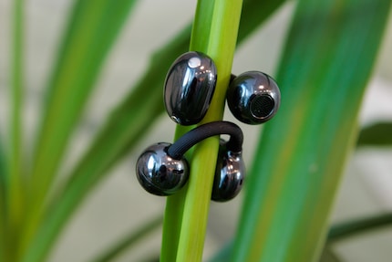 Den Freeclip 2 ist egal, an welchem Ohr sie sitzen. Sie erkennen automatisch, ob sie sich rechts oder links am Kopf befinden.