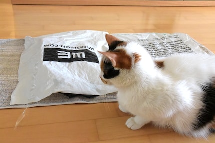 Was raschelt denn da? Joys Neugier ist geweckt.