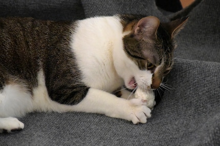 Spielbälle auf dem Spielteppich: Da rastet Jasper komplett aus vor Freude.