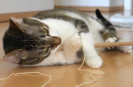 Auch zum Knabbern super: Jasper liebt seine Spielangel.