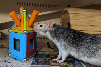 Die Tiere brauchen Aufgaben und wollen immer wieder Neues entdecken.