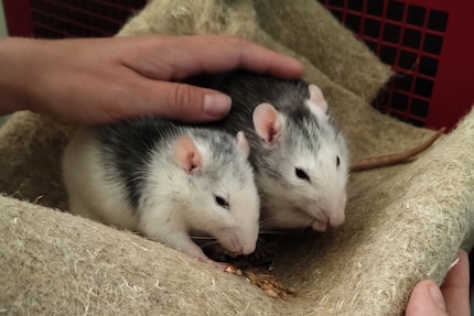 Ratten leiden leider oft an Atemwegserkrankungen oder Tumoren.