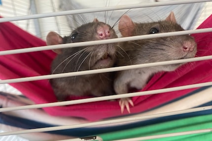 Was geht? Speedy und Jerry sind gerade äusserst interessiert.